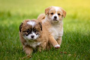 Saugroboter für Tierhaare: Hunde